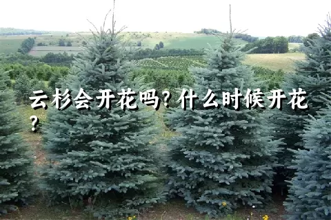 云杉会开花吗？什么时候开花？