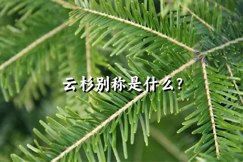 云杉别称是什么？