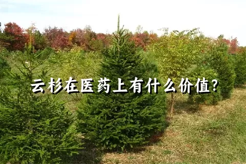 云杉在医药上有什么价值？