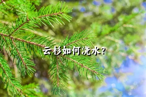 云杉如何浇水？