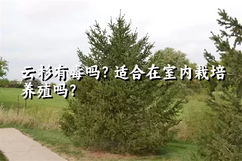 云杉有毒吗？适合在室内栽培养殖吗？