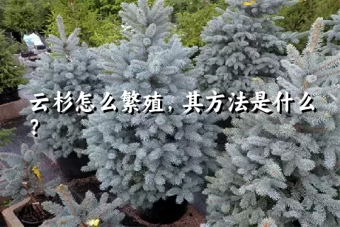 云杉怎么繁殖，其方法是什么？