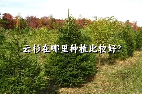 云杉在哪里种植比较好？