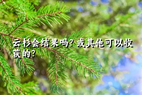 云杉会结果吗？或其他可以收获的？