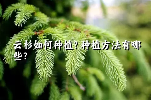 云杉如何种植？种植方法有哪些？