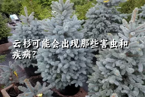 云杉可能会出现那些害虫和疾病？