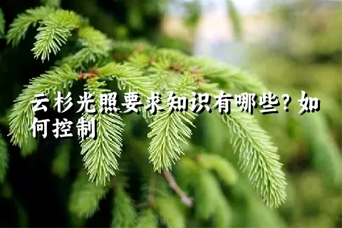 云杉光照要求知识有哪些？如何控制