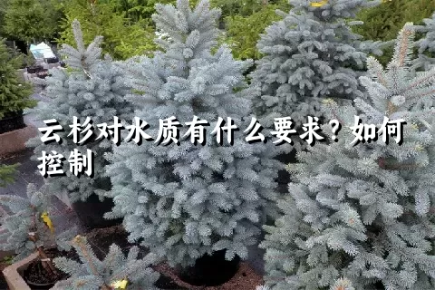 云杉对水质有什么要求？如何控制