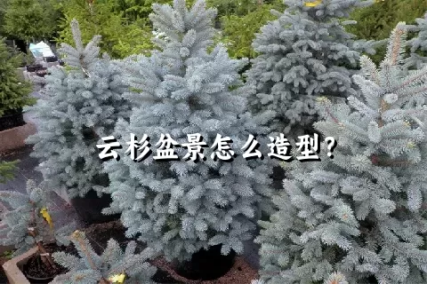 云杉盆景怎么造型？