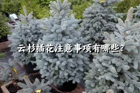 云杉插花注意事项有哪些？