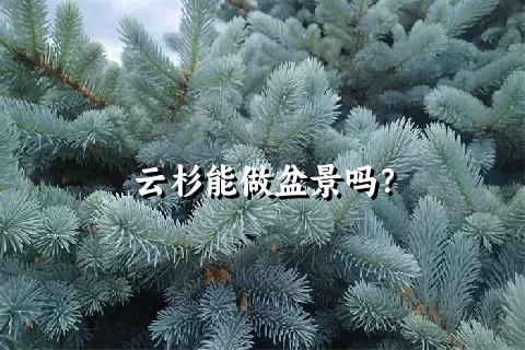 云杉能做盆景吗？