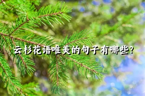 云杉花语唯美的句子有哪些？