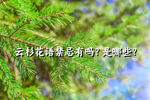 云杉花语禁忌有吗？是哪些？