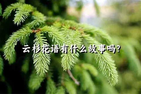 云杉花语有什么故事吗？