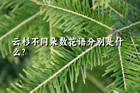 云杉不同朵数花语分别是什么？