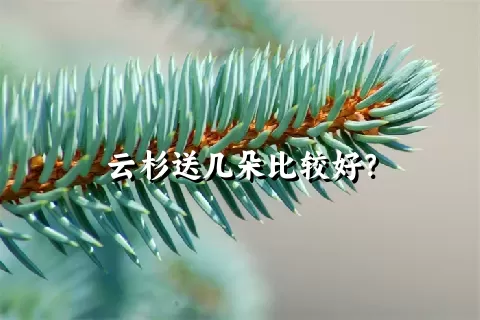 云杉送几朵比较好？