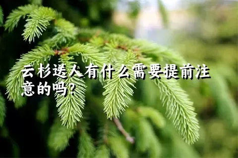 云杉送人有什么需要提前注意的吗？