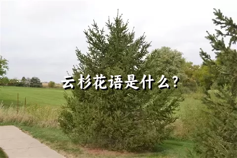 云杉花语是什么？