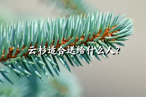 云杉适合送给什么人？