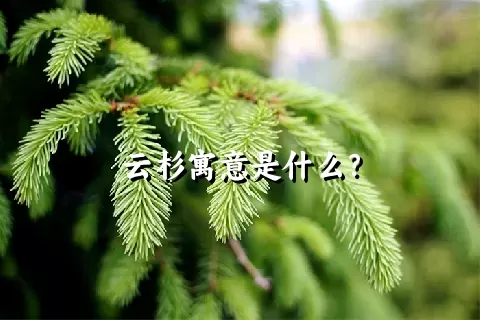 云杉寓意是什么？