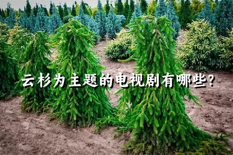 云杉为主题的电视剧有哪些？