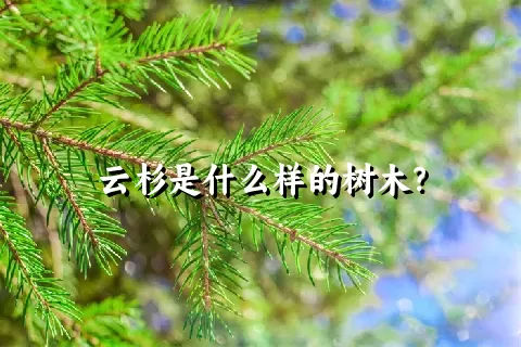 云杉是什么样的树木？