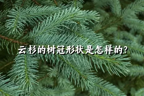 云杉的树冠形状是怎样的？