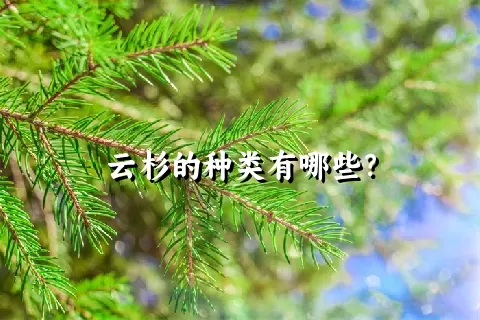 云杉的种类有哪些？