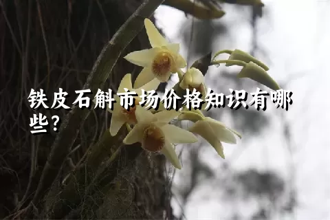 铁皮石斛市场价格知识有哪些？