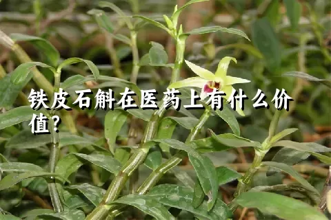 铁皮石斛在医药上有什么价值？