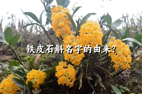 铁皮石斛名字的由来？