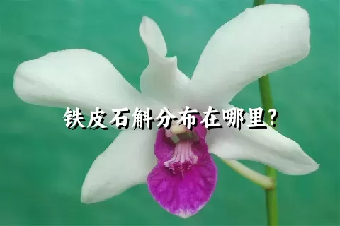 铁皮石斛分布在哪里?