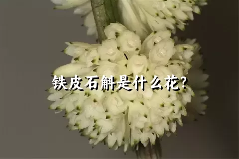 铁皮石斛是什么花？