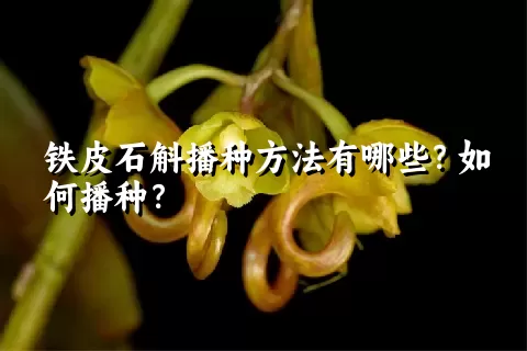 铁皮石斛播种方法有哪些？如何播种？