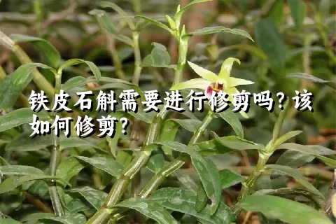 铁皮石斛需要进行修剪吗？该如何修剪？