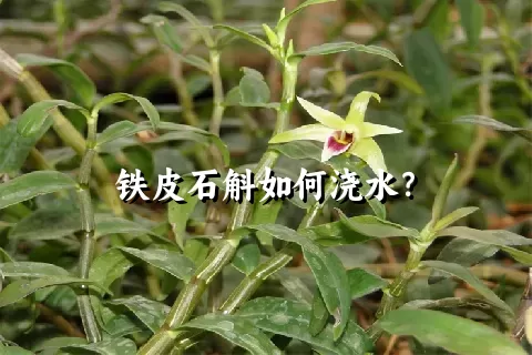 铁皮石斛如何浇水？