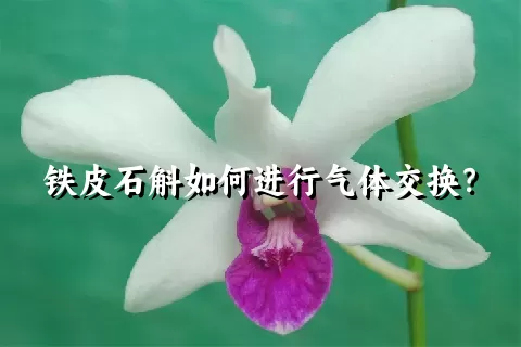 铁皮石斛如何进行气体交换？