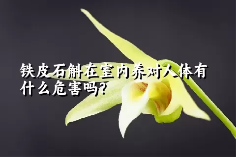 铁皮石斛在室内养对人体有什么危害吗？