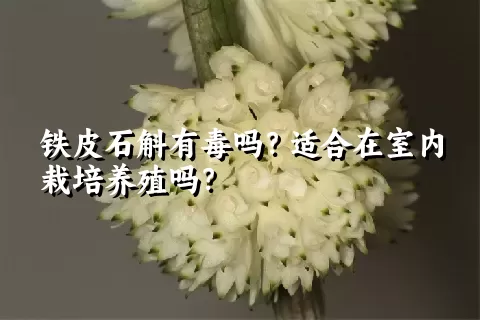 铁皮石斛有毒吗？适合在室内栽培养殖吗？