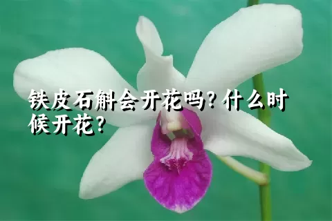 铁皮石斛会开花吗？什么时候开花？