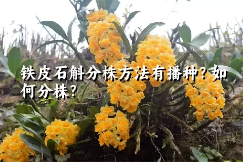 铁皮石斛分株方法有播种？如何分株？