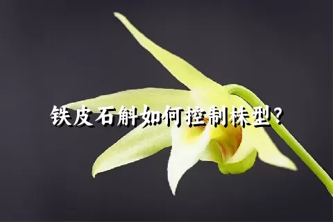 铁皮石斛如何控制株型？