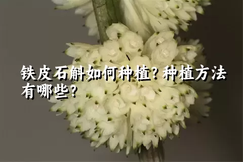 铁皮石斛如何种植？种植方法有哪些？