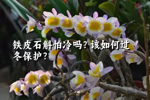 铁皮石斛怕冷吗？该如何过冬保护？