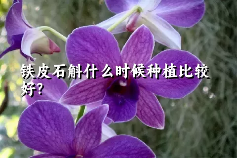 铁皮石斛什么时候种植比较好？