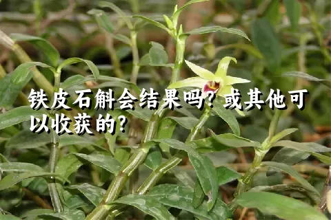 铁皮石斛会结果吗？或其他可以收获的？