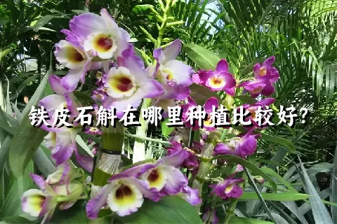 铁皮石斛在哪里种植比较好？