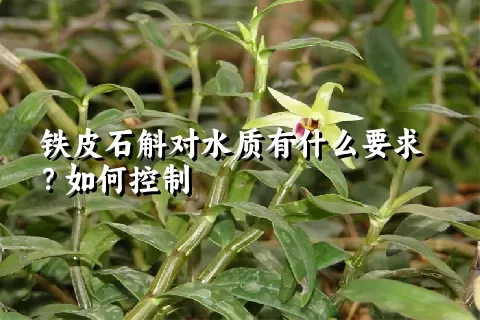 铁皮石斛对水质有什么要求？如何控制