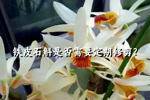 铁皮石斛是否需要定期修剪？