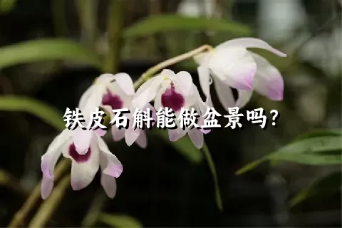 铁皮石斛能做盆景吗？